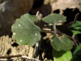 Cardamine hirsuta