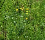 Trollius europaeus