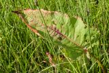 Rumex aquaticus