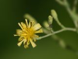 Lactuca sativa. Раскрывающееся соцветие. Восточный Казахстан, Глубоковский р-н, окр. с. Кожохово, в культуре. 17.08.2014.