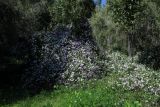 Lantana montevidensis