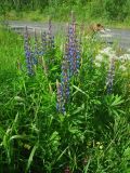 Lupinus polyphyllus. Цветущее растение. Мурманск, микрор-н Росляково, посадки. 20.07.2015.