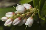 Vaccinium vitis-idaea