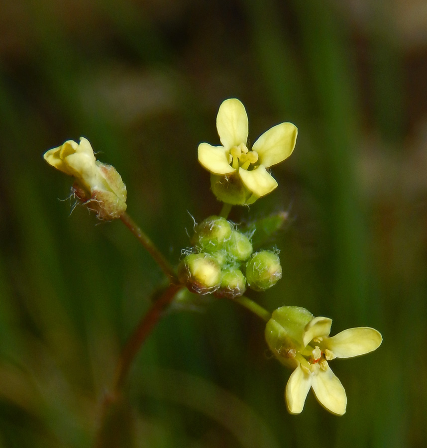 Изображение особи Camelina microcarpa.