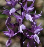 Orchis mascula