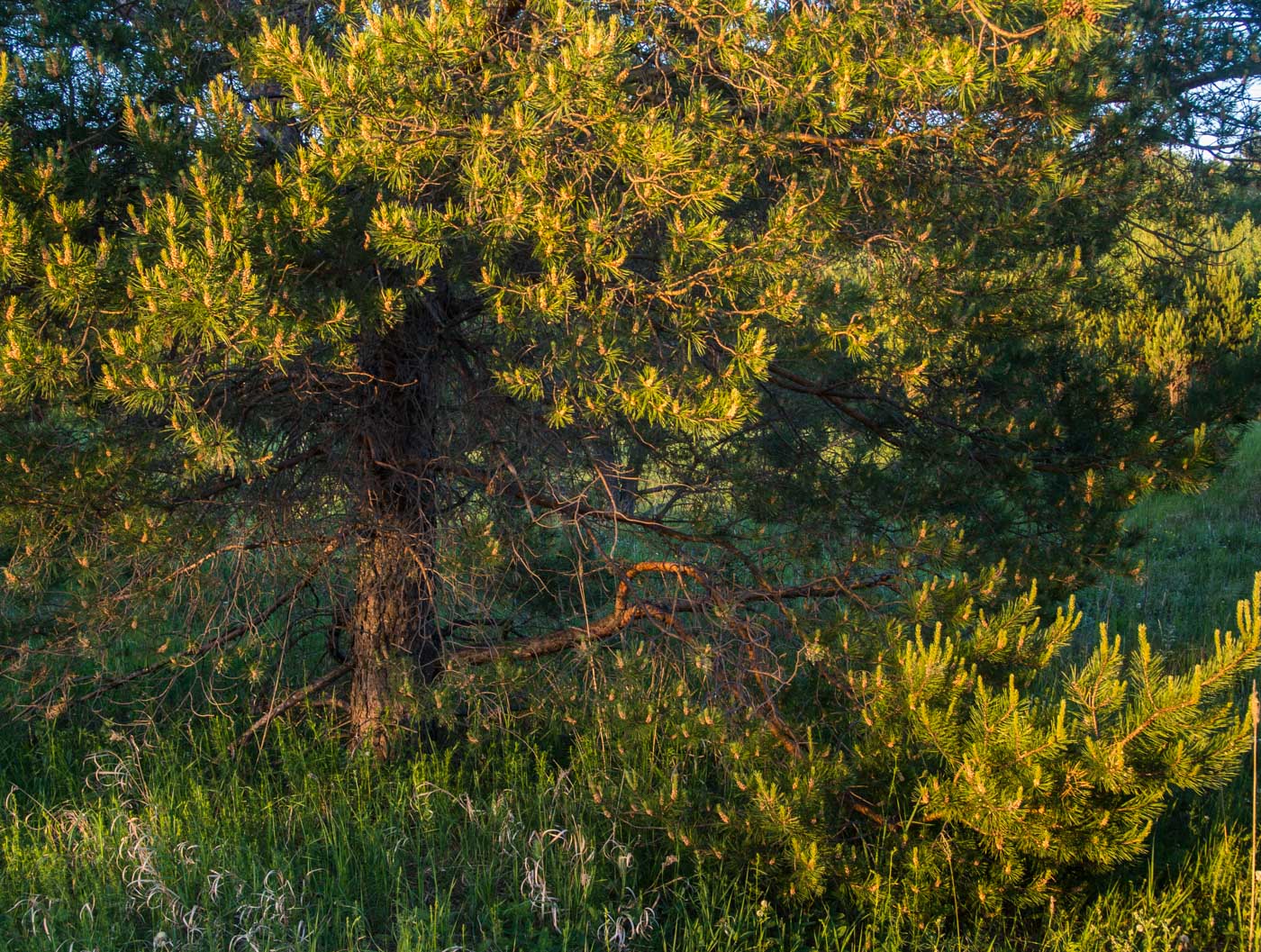 Изображение особи Pinus sylvestris.