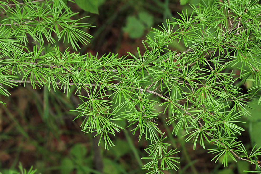 Image of Larix kamtschatica specimen.