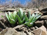 Eremurus lactiflorus. Вегетирующие растения. Южный Казахстан, хр. Сырдарьинский Каратау, пер. Куюк, щебенистый склон южной экспозиции, ≈ 700 м н.у.м. 28 марта 2017 г.