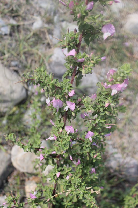 Изображение особи Ononis arvensis ssp. spinescens.