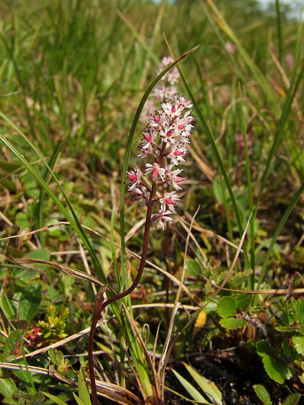 Изображение особи Tofieldia coccinea.