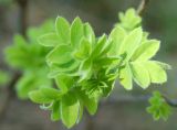 Caragana arborescens