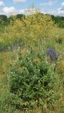 Thalictrum appendiculatum