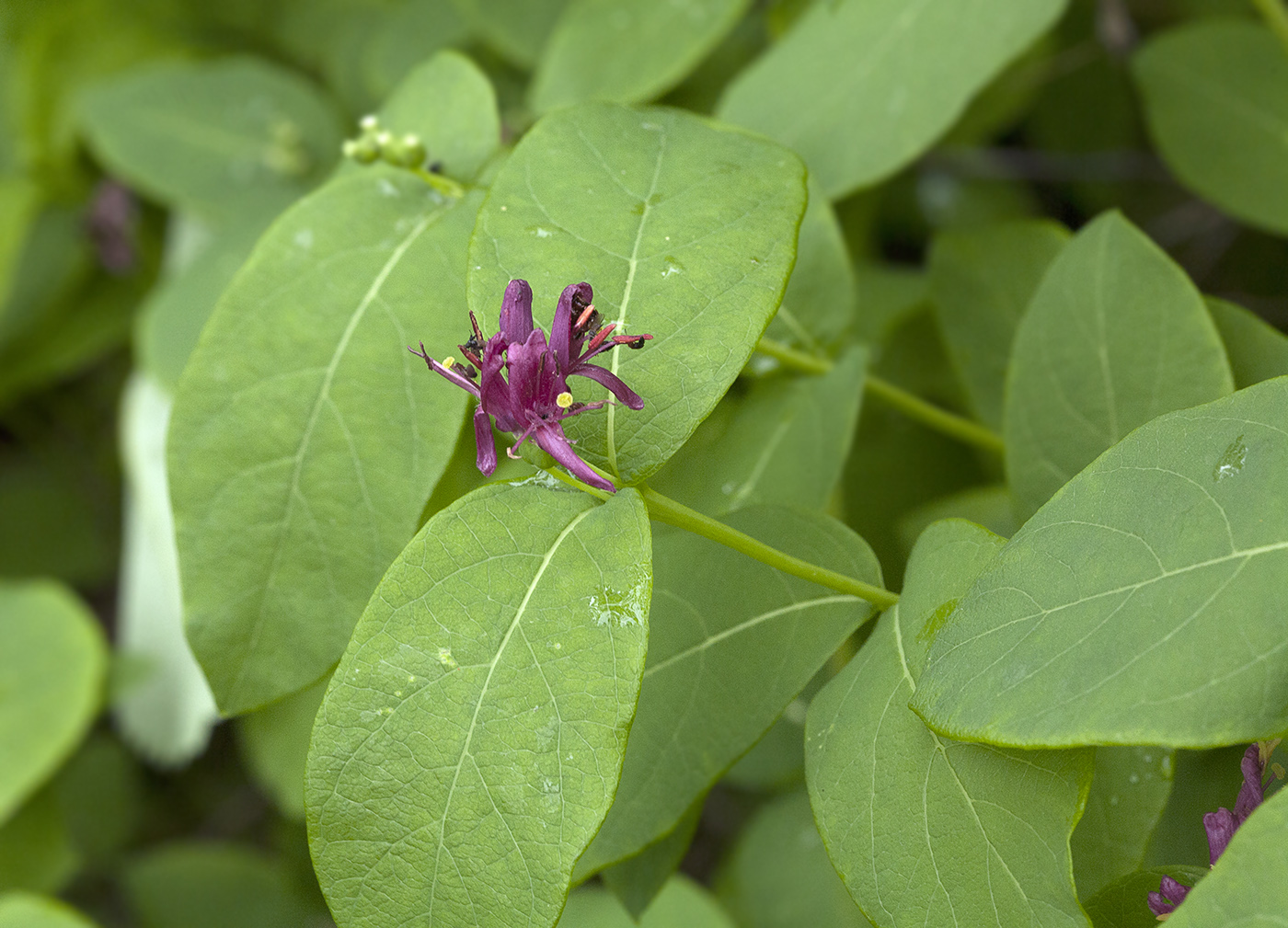 Image of Lonicera chamissoi specimen.