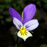 Viola tricolor