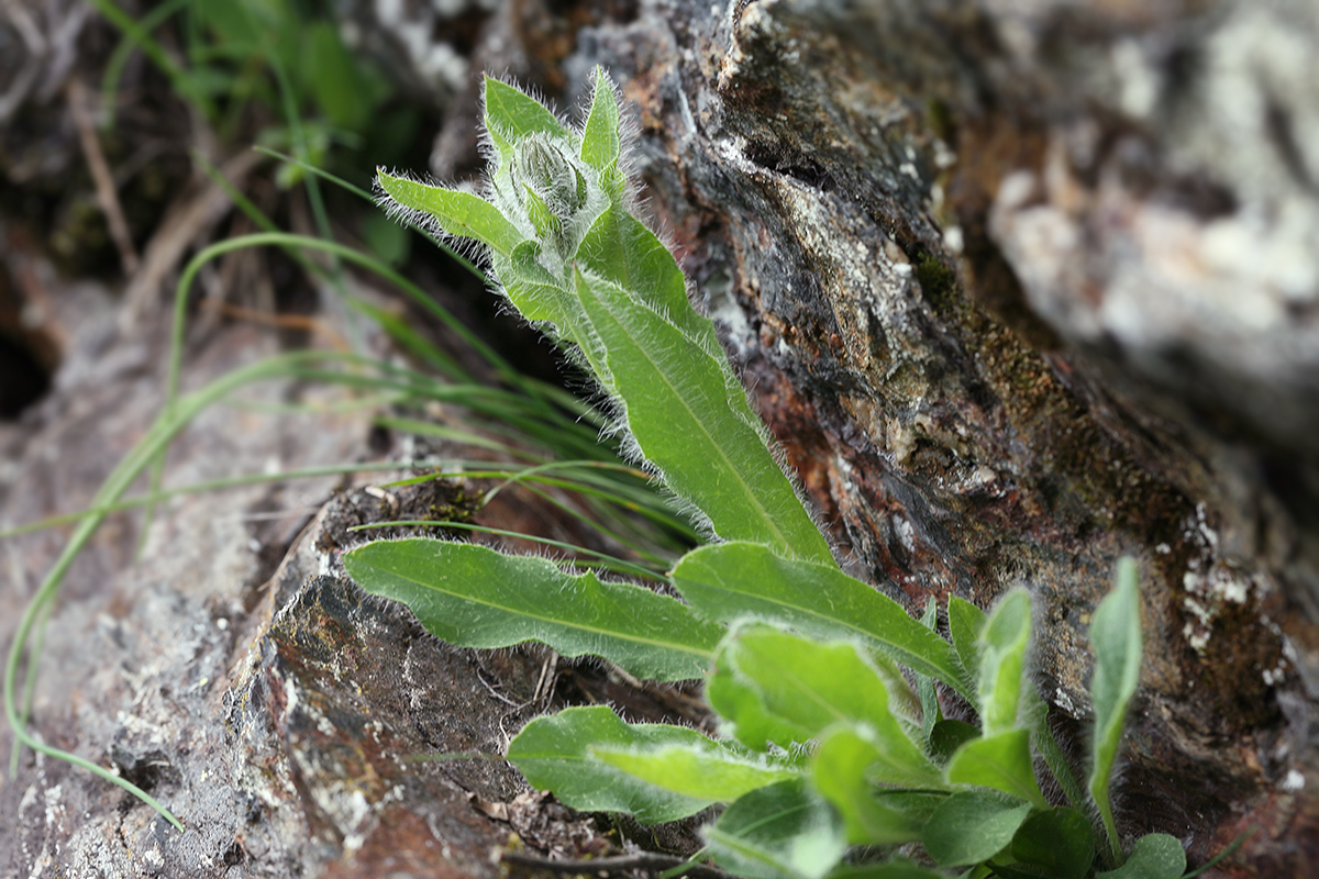 Изображение особи Hieracium villosum.