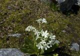 Primula bayernii. Цветущее растение. Кабардино-Балкария, Эльбрусский р-н, спуск с перевала профессора Абдулаха, который находится рядом с вершиной горы Донгуз-Орун-Гитче-Кара-Баши, в сторону истока р. Когутайка, выс. ок 2900 м н.у.м. 09.07.2009.