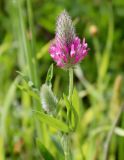 Trifolium purpureum. Верхушка растения с соцветием. Израиль, к востоку от большого Тель-Авива, Национальный парк Мигдаль Цедек, луг на месте гариги. 05.03.2018.