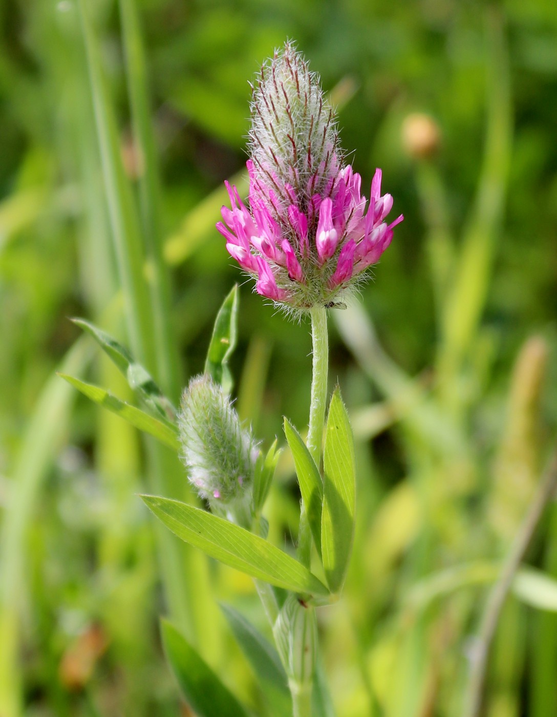 Image of Trifolium purpureum specimen.