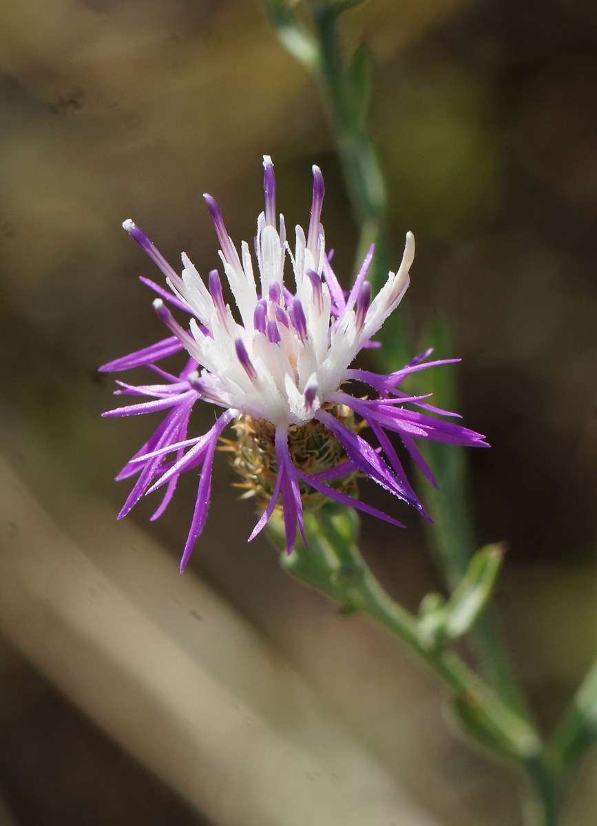 Image of Centaurea diffusa specimen.