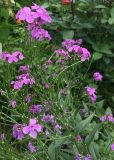 Hesperis matronalis