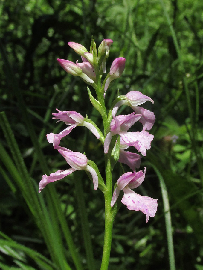 Изображение особи Dactylorhiza iberica.