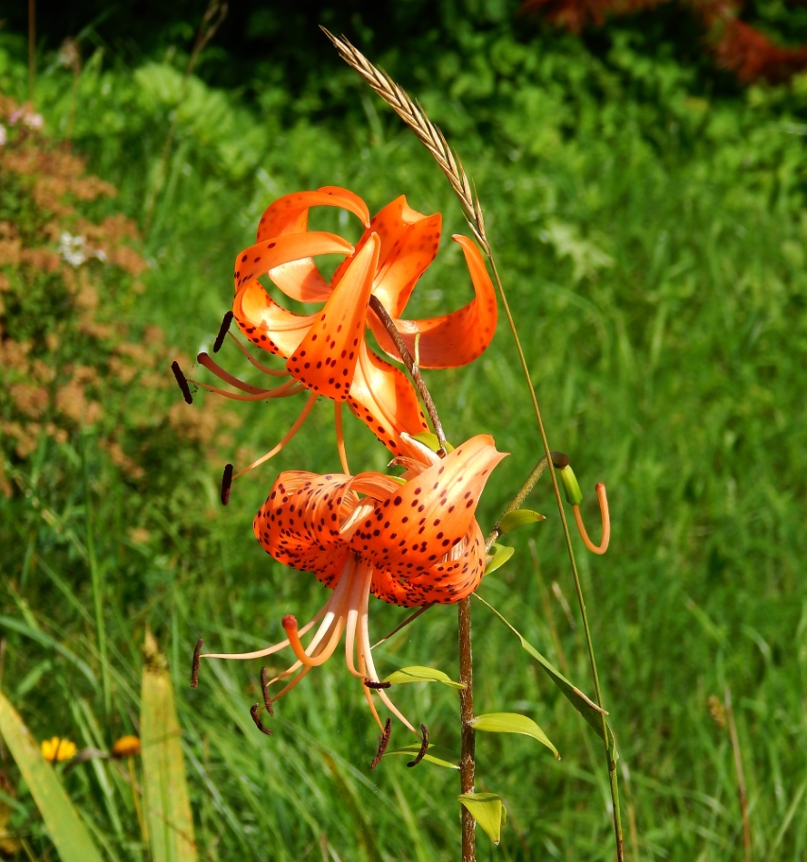 Изображение особи Lilium lancifolium.
