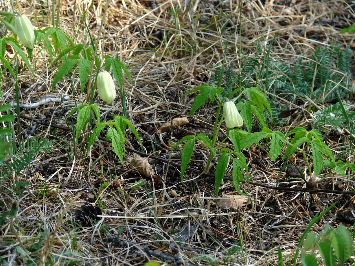 Изображение особи Atragene sibirica.