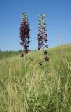 Delphinium puniceum