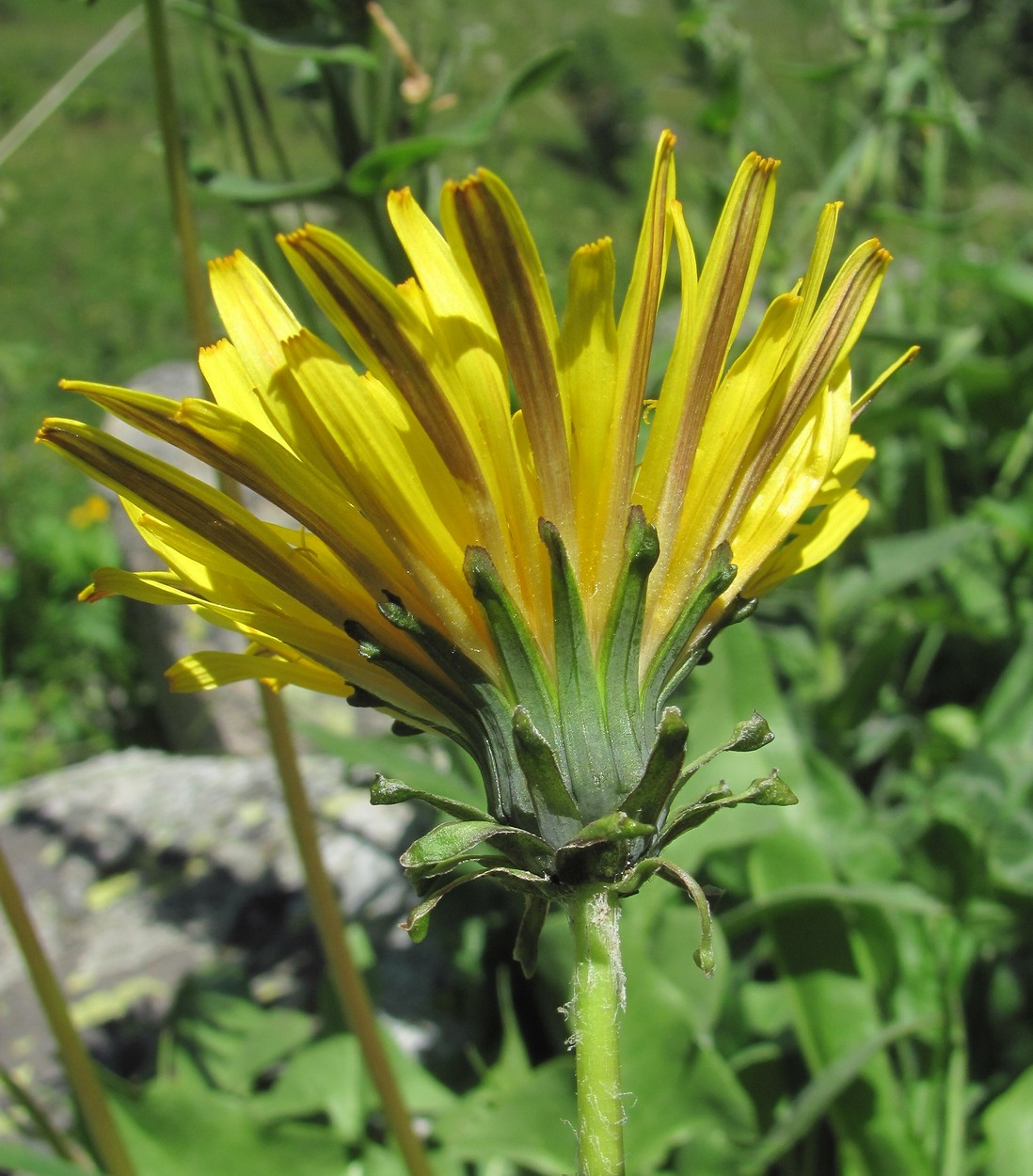 Изображение особи род Taraxacum.