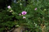 Althaea cannabina