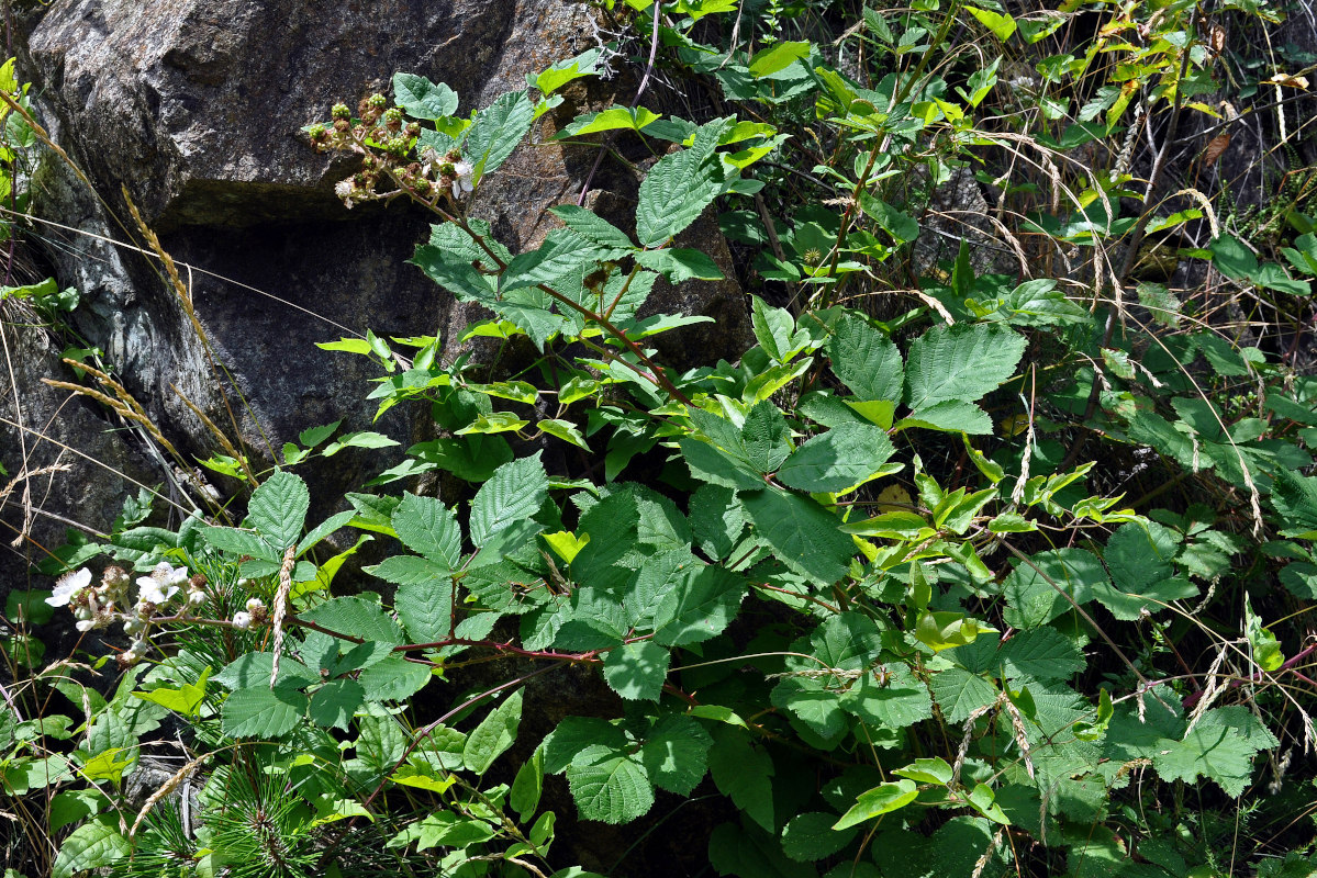 Изображение особи Rubus sanctus.