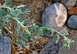 Chenopodium frutescens. Верхушки побегов с соцветиями. Алтай, Кош-Агачский р-н, долина р. Кызыл-Чин, ≈ 1700 м н.у.м., горная полупустыня. 12.06.2019.