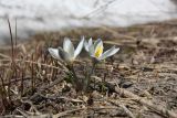 Crocus alatavicus