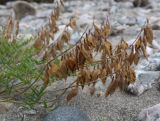 Astragalus gorodkovii