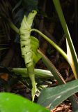 Monstera deliciosa