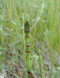 Equisetum ramosissimum