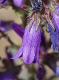 Campanula sibirica