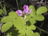 Rosa acicularis