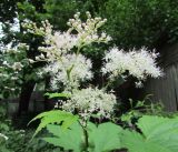 Filipendula camtschatica. Соцветие с кормящейся бронзовкой. Московская обл., Щёлковский р-н, в культуре. 15 июня 2022 г.