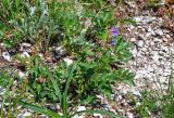 Hedysarum branthii. Отцветающее растение в сообществе с Carex и Artemisia. Хабаровский край, р-н им. Полины Осипенко, хр. Дуссе-Алинь, окр. оз. Горное, ≈ 1300 м н.у.м., каменистый склон. 21.07.2021.