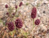 Sanguisorba officinalis