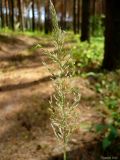 Calamagrostis arundinacea. Верхушка побега с соцветием. Чувашия, окр. г. Шумерля, сосновый лес за пос. Палан. 24 июня 2010 г.