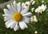 род Leucanthemum