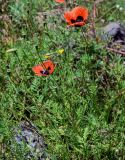 род Papaver. Верхушка цветущего и плодоносящего растения. Грузия, Самцхе-Джавахети, окр. крепости Ацкури, луговой склон. 12.06.2023.