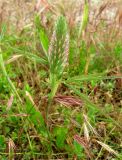 Trifolium angustifolium. Верхушка расцветающего растения. Крым, Ялта, Грузпорт, выбитый участок с рудеральной растительностью. 27 мая 2011 г.