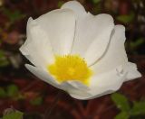 Cistus salviifolius