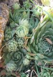 Sempervivum tectorum. Розетки листьев. Крым, Симферополь, ботсад университета. 26 июля 2011 г.