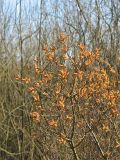 Myrica gale. Ветвь с мужскими соцветиями. Нидерланды, провинция Drenthe, национальный парк Drentsche Aa, заказник Gasterse Duinen. 23 марта 2008 г.