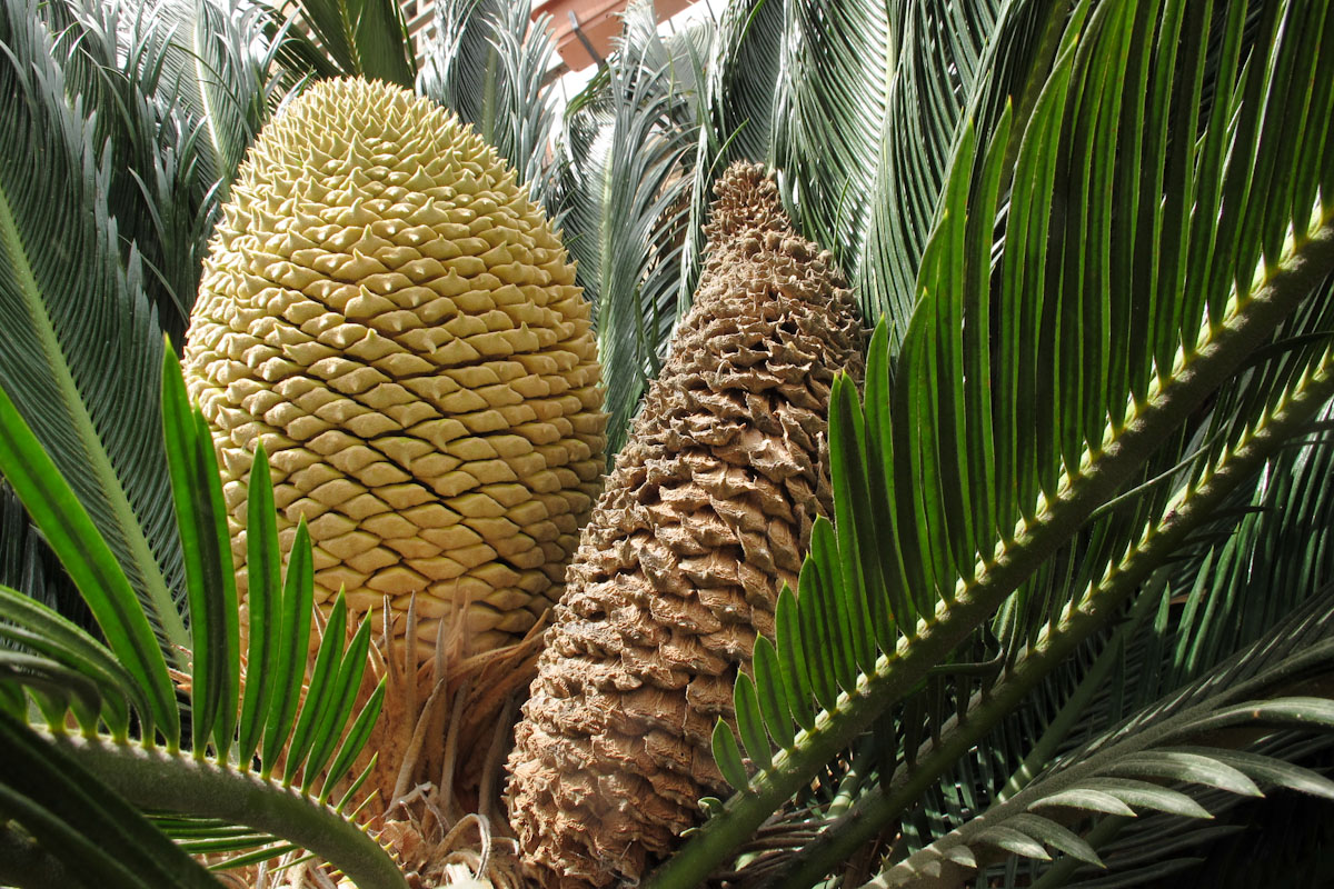 Изображение особи Cycas revoluta.