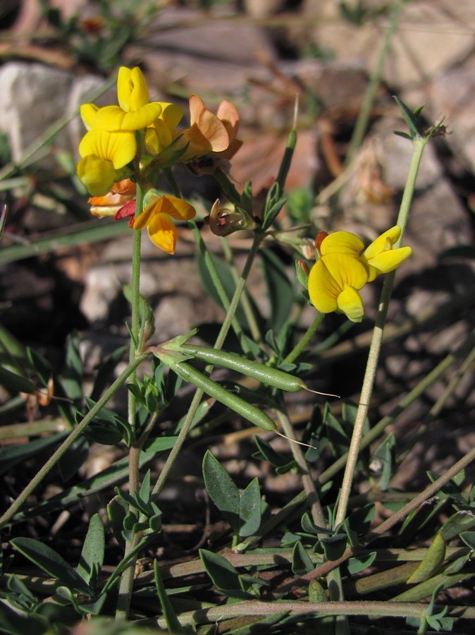 Image of Lotus corniculatus specimen.